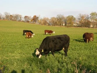Beef Cattle Grazing