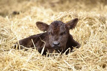Newborn Beef Calf