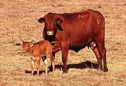 Brahman Influenced Cow-Calf Pair