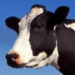 Dairy Cow Head