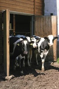 Holsteins in Barn Door